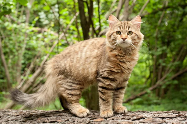 木のシベリアの猫と子猫 はがきに最適 — ストック写真