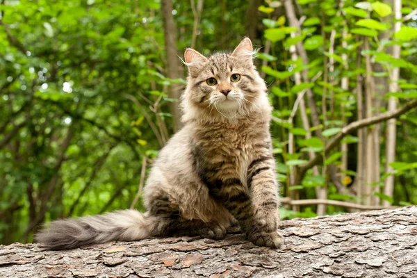 Sibirische Katzen Und Kätzchen Holz Draußen Perfekt Für Postkarten — Stockfoto