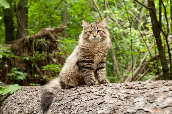 나무에 시베리아 고양이와 고양이 엽서에 — 스톡 사진