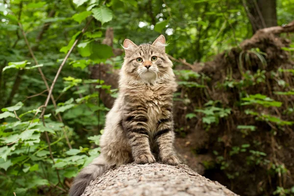 Gatos Gatitos Siberianos Madera Aire Libre Perfecto Para Postales —  Fotos de Stock
