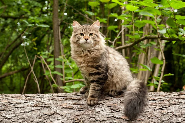 西伯利亚猫和小猫在木材 完美的明信片 — 图库照片