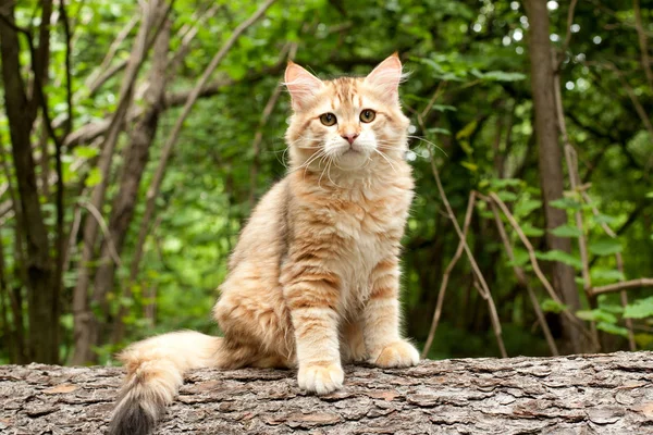 Sibirische Katzen Und Kätzchen Holz Draußen Perfekt Für Postkarten — Stockfoto