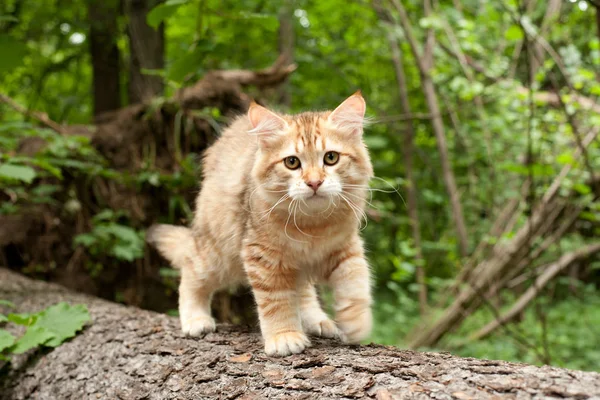 西伯利亚猫和小猫在木材 完美的明信片 — 图库照片