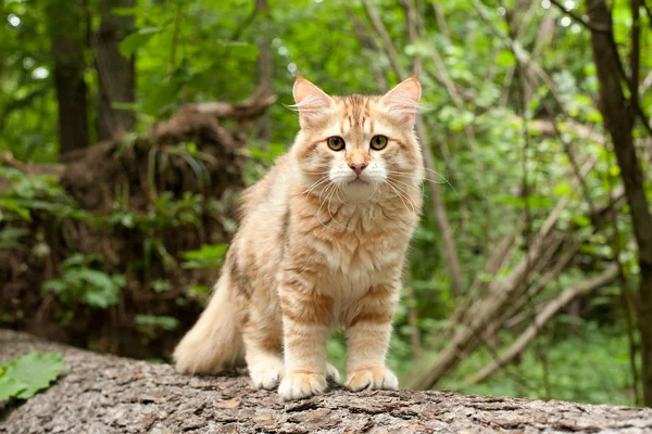 Sibirische Katzen Und Kätzchen Holz Draußen Perfekt Für Postkarten — Stockfoto