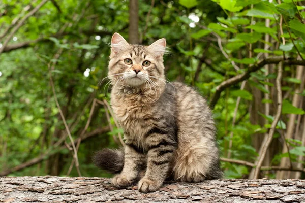 木のシベリアの猫と子猫 はがきに最適 — ストック写真