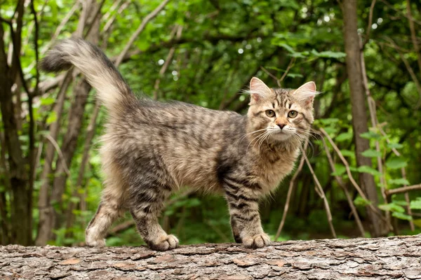 Sibirische Katzen Und Kätzchen Holz Draußen Perfekt Für Postkarten — Stockfoto