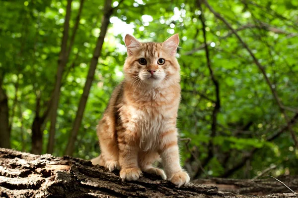 西伯利亚猫和小猫在木材 完美的明信片 — 图库照片