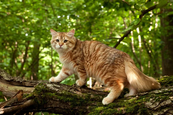 Gatos Siberianos Gatinhos Madeira Livre Perfeito Para Cartões Postais — Fotografia de Stock