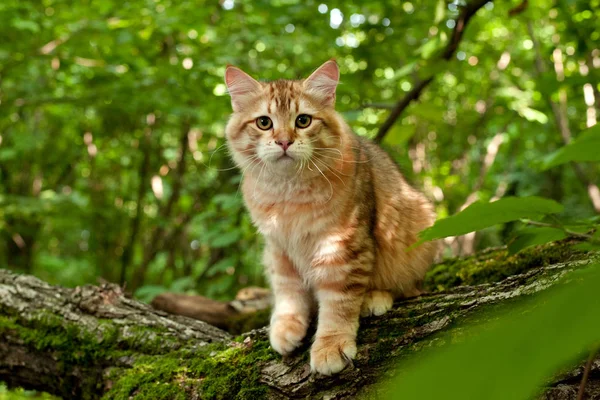 西伯利亚猫和小猫在木材 完美的明信片 — 图库照片