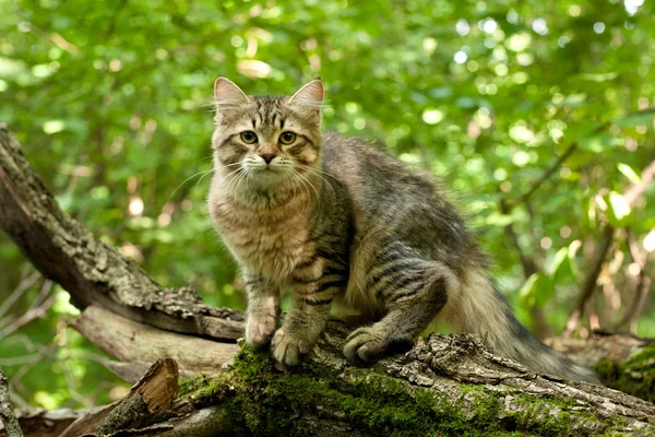 Γάτες Σιβηρίας Και Γατάκια Ξύλο Εξωτερική Ιδανικό Για Καρτ Ποστάλ — Φωτογραφία Αρχείου