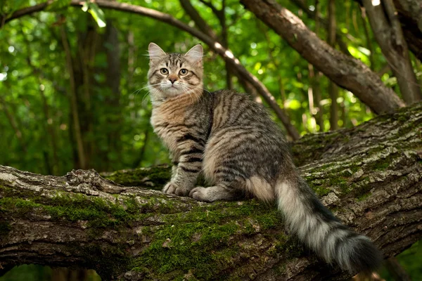 Gatos Siberianos Gatinhos Madeira Livre Perfeito Para Cartões Postais — Fotografia de Stock