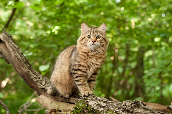 Sibirische Katzen Und Kätzchen Holz Draußen Perfekt Für Postkarten — Stockfoto