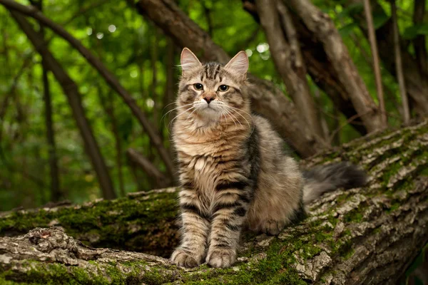 Gatos Gatitos Siberianos Madera Aire Libre Perfecto Para Postales —  Fotos de Stock