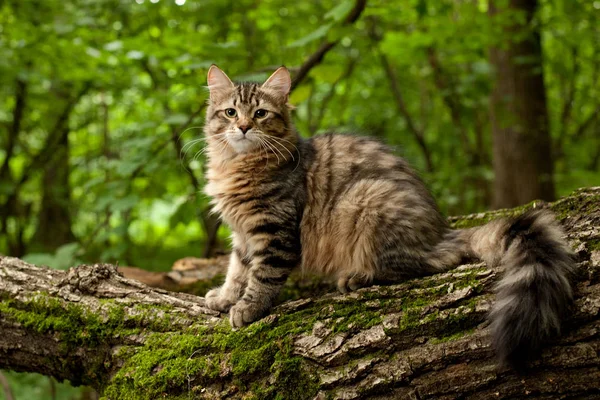 Sibirische Katzen Und Kätzchen Holz Draußen Perfekt Für Postkarten — Stockfoto