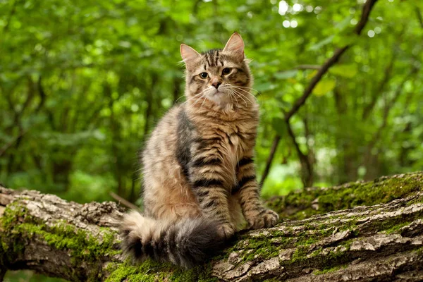 Sibirische Katzen Und Kätzchen Holz Draußen Perfekt Für Postkarten — Stockfoto