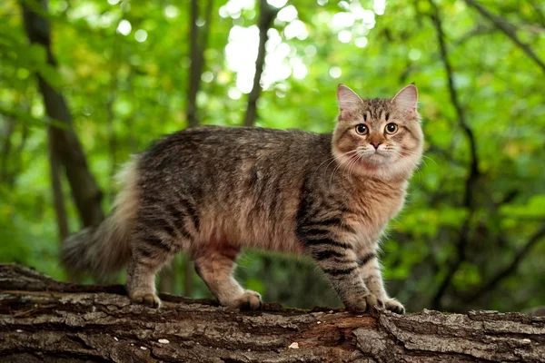 Sibirische Katzen Und Kätzchen Holz Draußen Perfekt Für Postkarten — Stockfoto