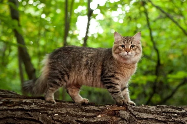 Sibirische Katzen Und Kätzchen Holz Draußen Perfekt Für Postkarten — Stockfoto