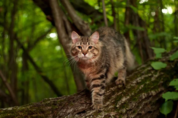 Sibirische Katzen Und Kätzchen Holz Draußen Perfekt Für Postkarten — Stockfoto