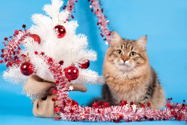 Kartpostallar için mükemmel güzel tarafsız arka plan üzerinde Sibirya kedi ve kedi yavruları