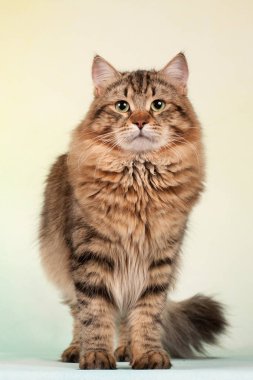 Kartpostallar için mükemmel güzel tarafsız arka plan üzerinde Sibirya kedi ve kedi yavruları