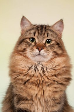 Kartpostallar için mükemmel güzel tarafsız arka plan üzerinde Sibirya kedi ve kedi yavruları