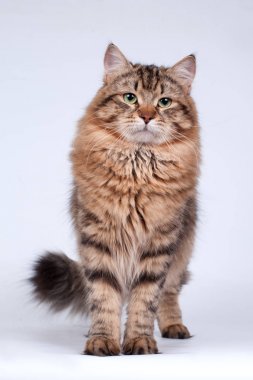 Kartpostallar için mükemmel güzel tarafsız arka plan üzerinde Sibirya kedi ve kedi yavruları