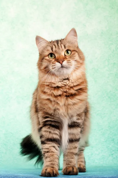 西伯利亚猫和小猫在美丽的中性背景完美的明信片 — 图库照片
