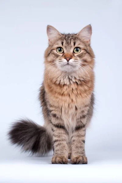 Sibirische Katzen Und Kätzchen Auf Wunderschönem Neutralem Hintergrund Perfekt Für — Stockfoto