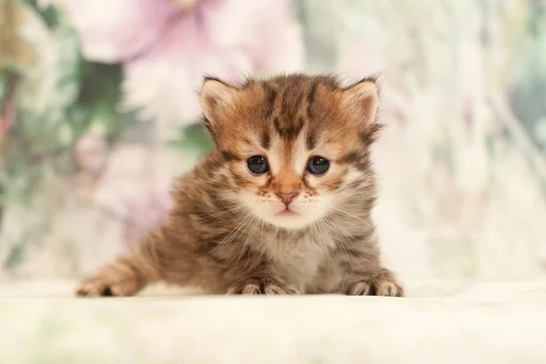 Sibirische Katzen Und Kätzchen Auf Wunderschönem Neutralem Hintergrund Perfekt Für — Stockfoto