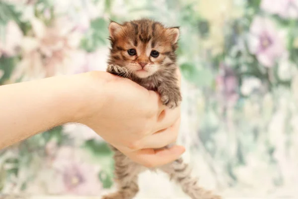 Siberian Cats Kittens Beautiful Neutral Background Perfect Postcards — Stock Photo, Image