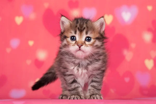 ポストカードに最適な美しいニュートラルな背景にシベリアの猫や子猫 — ストック写真