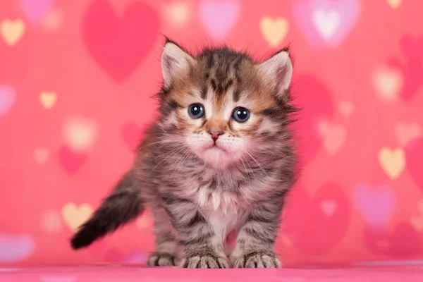 Szibériai Macskák Kiscicák Gyönyörű Semleges Háttér Tökéletes Képeslapok — Stock Fotó