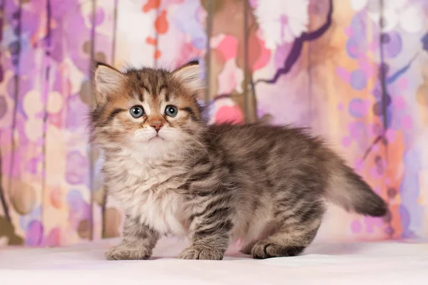 Sibirische Katzen Und Kätzchen Auf Wunderschönem Neutralem Hintergrund Perfekt Für — Stockfoto