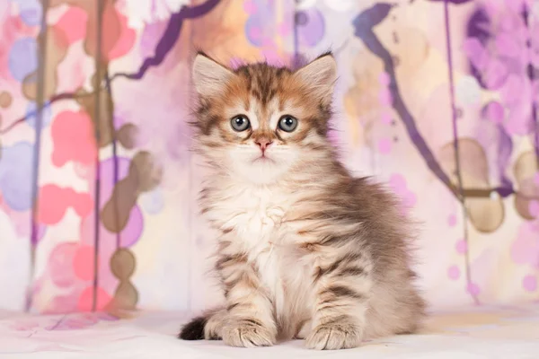 Siberian Gatos Gatinhos Belo Fundo Neutro Perfeito Para Cartões Postais — Fotografia de Stock