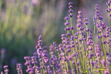 Altından günbatımı renkleriyle yazın lavanta
