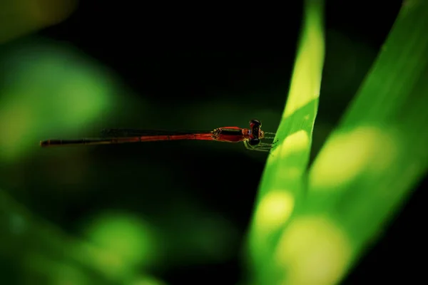Schöne Insekt Libelle Auf Grünem Gras Grünen Hintergrund — Stockfoto
