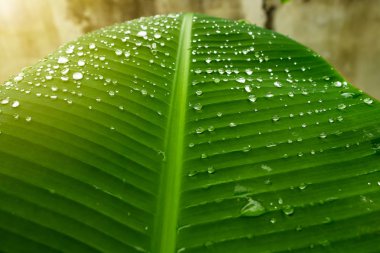 Unesco. Gün batımında Ayuthaya Tarihi Parkı Tayland Dünya wat Chaiwatthanaram