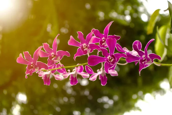 Thai flowers purple Orchids on nature tree background.