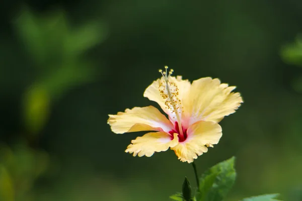 Chaba Jaune Doux Fleur Unique Sur Fond Nature — Photo