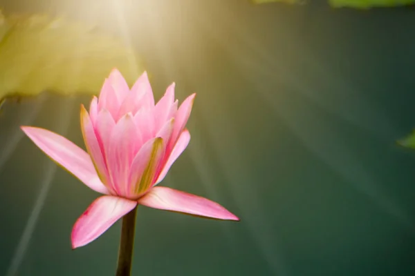 美丽的粉红色莲花在早上的时间为Phra日纹理和背景 — 图库照片