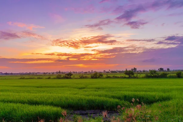 Rice field Green Thailand countryside with beautiful cloudy sky on morning 1