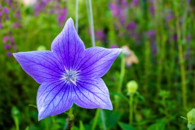 Closeup Tek mavi çiçekler Beş-doğa üzerinde sivri
