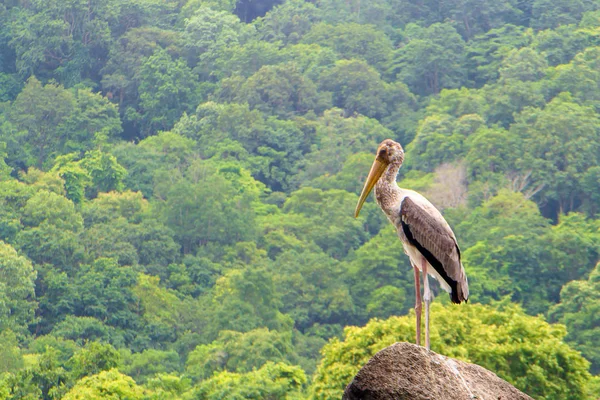 Grosso Uccello Sta Una Scogliera Rocciosa Sullo Sfondo Della Montagna — Foto Stock