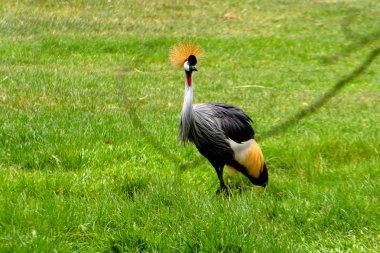 Vahşi kuş yeşil alanda güzel renkli. 