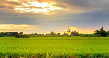 Tayland kırsalında sabah saatlerinde yeşil pirinç çiftliği görünümü ve yağmur bulutu yaz gün batımı