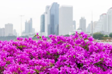 Güzel Bougainvillea çiçek şehir arka plan arkasında sabah çiçeklenme