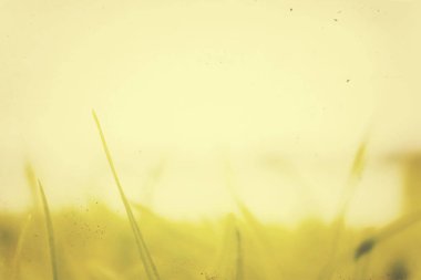 Vintage yaz yeşil alan doku ve arka plan