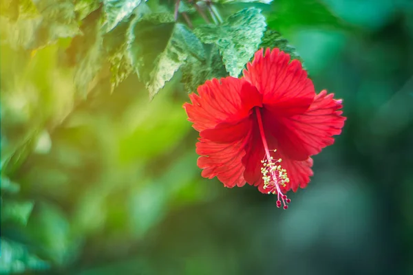 Hibiscus Fleur Rouge Chaba Dans Jardin — Photo
