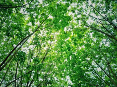 Kauçuk ağaç ve yeşil yaprak. Tayland çiftçi tarım.