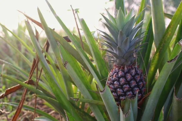 Green pineapple farming in countryside Thailand.